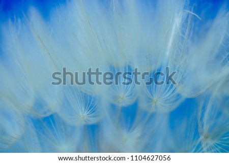 dandelion close up background 