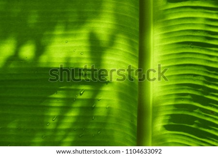 Banana leaf back ground design