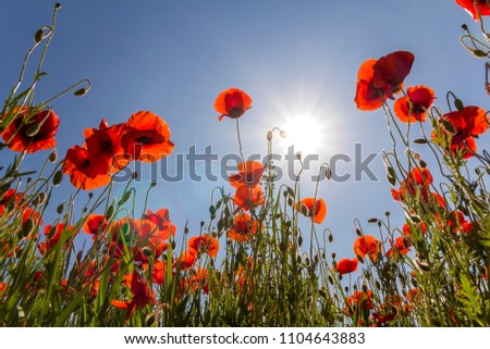 Low angle view of wonderful bright fully blooming red poppies and buds on high green stems lit by summer sun against bright blue sky. Beauty and tenderness of nature concept.