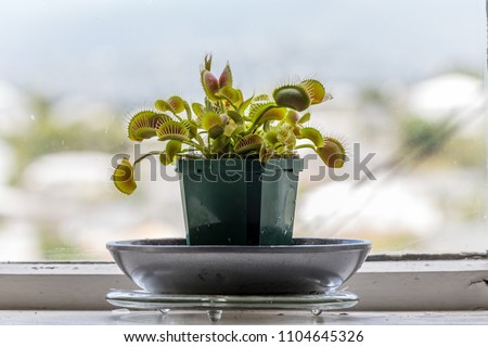Venus flytrap (Dionaea muscipula), carnivorous plant