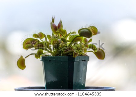 Venus flytrap (Dionaea muscipula), carnivorous plant