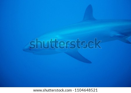 Close up of thresher shark in the blue ocean.