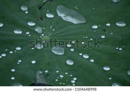 Water on lotus leaves after rain