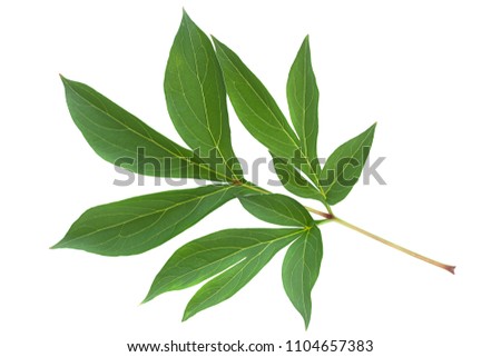 Peony leaf closeup isolated on white background