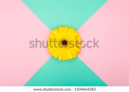 yellow flower gerbera on multicolored background with copy space for text. creative trendy fashion concept. flat lay, top view
