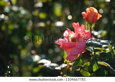 rose and raindrops, bright red, radiant color and elegant shape, sparkling drops like jewel