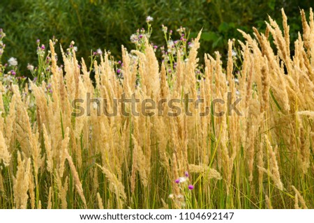 Bromus inermis is a species of the true grass family Poaceae This rhizomatous grass is native to Europe. The plant is characterized by an erect, leafy, long-lived perennial,