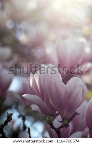 Magnolia soulangeana also called saucer magnolia flowering springtime tree with beautiful pink white flower on branches, romantic park tree