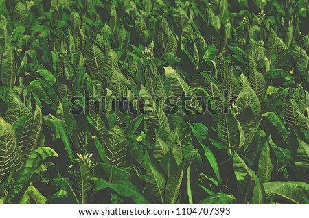 Tropical Tobacco green leaf texture,for background,vintage tone. Royalty-Free Stock Photo #1104707393