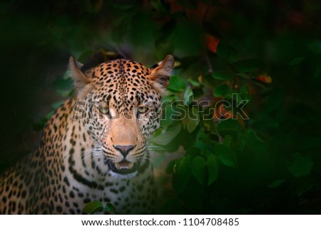 African Leopard, Panthera pardus shortidgei, Kruger National Park, South Africa. Wild cat hidden portrait in the nice forest tree vegetation. Big leopard in the nature habitat.