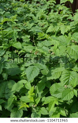 Beautiful raspberry bushes with faded raspberry flowers with young leaves