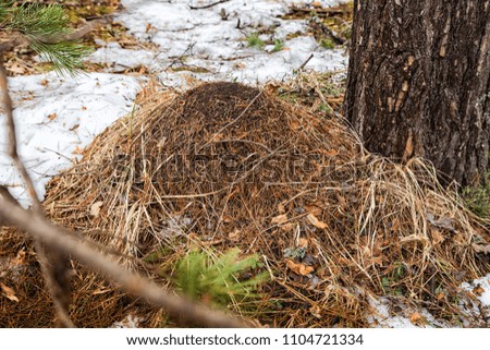 Ant hill in a pine forest in a day of early spring