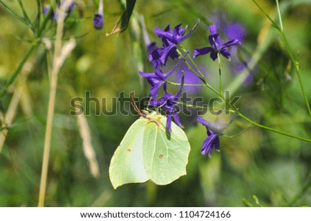Brimstone, Gonepteryx rhamni, lemon yellow butterfly on meadow. Butterfly collecting nectar on wild flowers