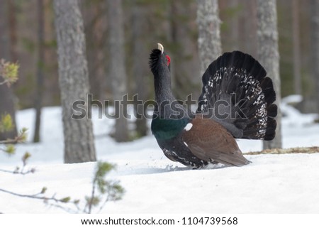 Western Capercaillie in a taiga forest