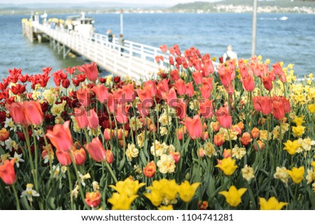 Colorful flowers field on front of the lake Constance