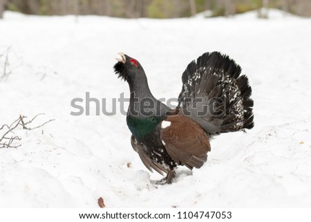 Western Capercaillie in a taiga forest 