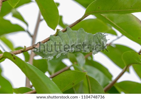Caterpillar worm on green fresh soursop leaf