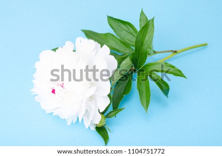 Branch of white flowering peony on bright background. Studio Photo