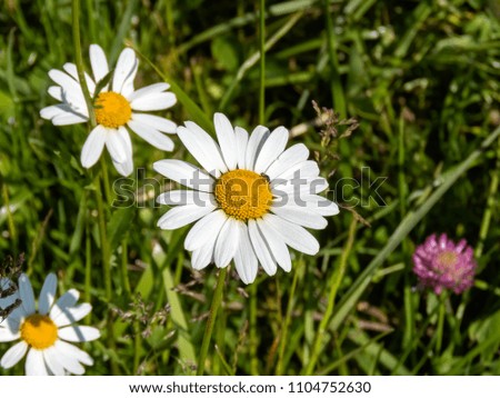 Chamomile meadow at the summer season. Daisies growing on green background