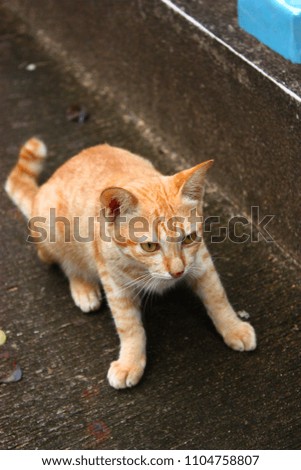 Brown cat looking at something on concrete floor.
