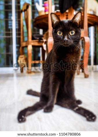 Gorgeous little black disabled blacked kitten sitting on white glossy marble floor in the house.Big bright beautiful yellow eyes looking at camera,long mustache and big ears.