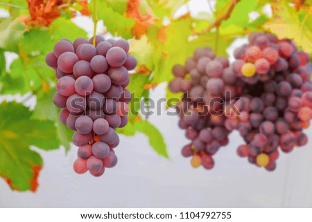 A front selective focus picture of grape fruit in organic agriculture farm