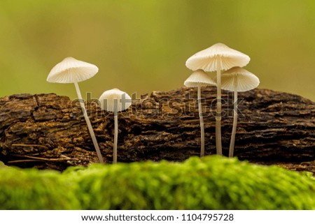 Nice close up picture from a small mushrooms