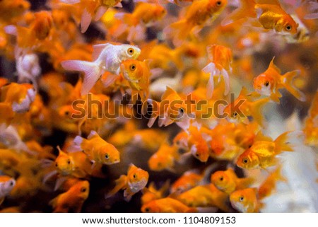 fry small goldfish in aquarium