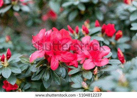 Brightly red azalea flowers close-up. Large red camellia flowers close-up