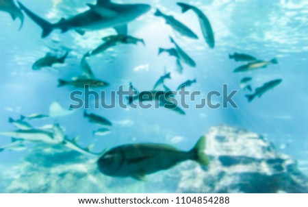Defocused background with tropical fishes in aquarium environment. Intentionally blurred post production for bokeh effect