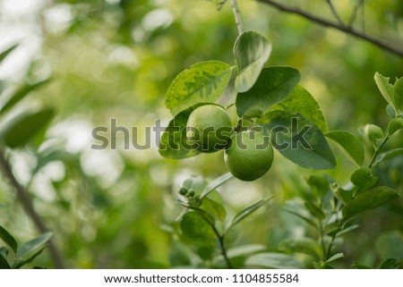 lemon tree green garden