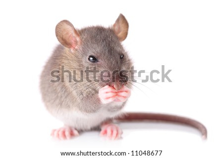 Mouse isolated against white background