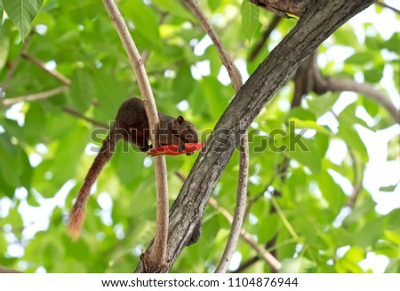 Closeup Squirrel Eating Red Flower Bud on a Tree Branch