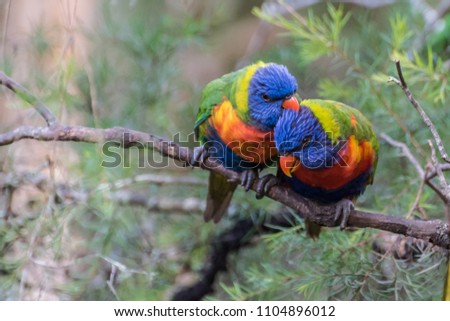 Two rainbow lorikeets in a tree grooming each other Royalty-Free Stock Photo #1104896012