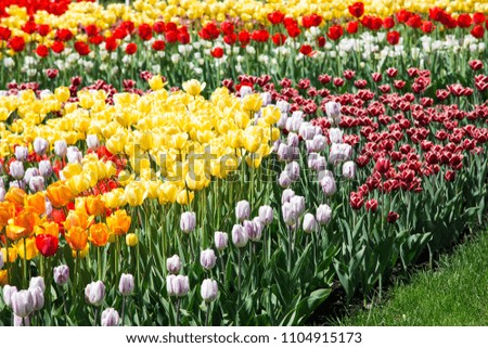 Tulip Flower. Beautiful bouquet of tulips. colorful tulips. tulips in spring at the garden. Nature background