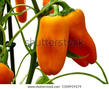 Orange paprika (mini) bell peppers growing on vine in sunlight. Part isolated on white.