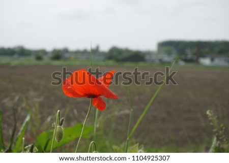 Flower in front of farm land