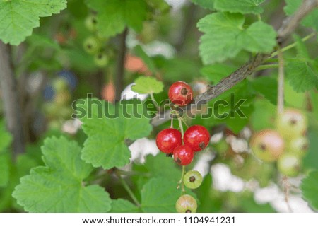 currant berry on tree in summer