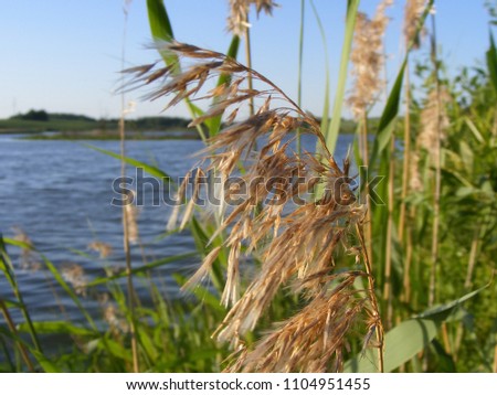 Bentgrass at the lake shore wth visible horizon line. Closeup view. Rural landscape at sunny day. Summertime in Latvia countryside nature.