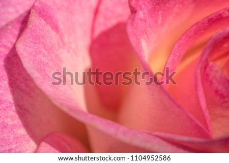 Petals of a gentle pink rose. Festive bouquet, closeup