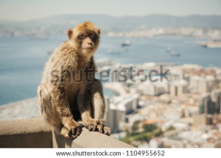 Barbary macaque sitting on a wall at the top of The Rock of Gibraltar with out of focus city in background. Picture with shallow depth of field and retro faded look effect.