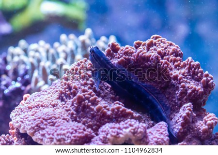 Little Combtooth Blenny (Ecsenius minutus) laying down on Montipola coral