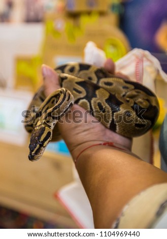 Python on a woman's arm