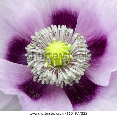 Close up of bi-coloured mauve Hungarian Breadseed poppy (Papaver somniferum) with stamen, pistils and pollen...fresh bloom