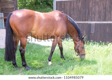 Portrait of a red horse on a green background. The head of an animal in profile. A young mare of an Arab