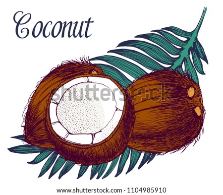 coconuts set, vector, hand drawing, colored, palm leaves, exotic, nut