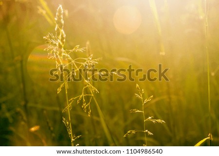 Grass and sunlight background