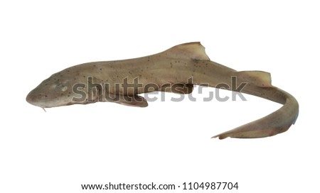 Fresh shark fish isolated on white background