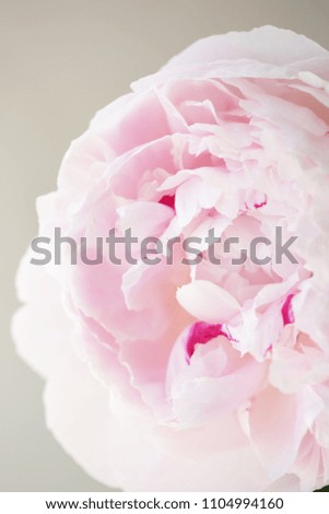 Peony pink flower close up beautiful macro photo