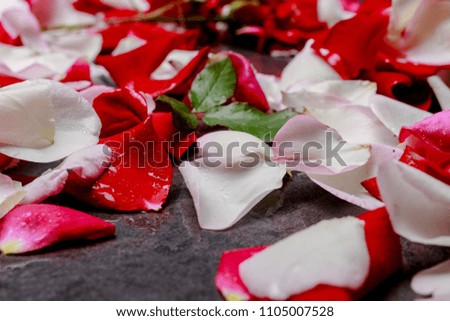 red roses, petals of colorful roses with leaves